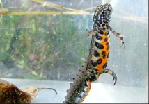 image of common_newt #24