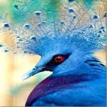 image of victoria_crowned_pigeon #21