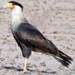 image of bird