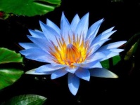 image of flower