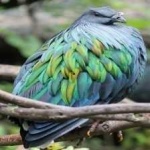 image of bird