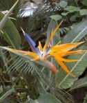 image of bird_of_paradise_flower #23