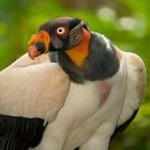 image of bird