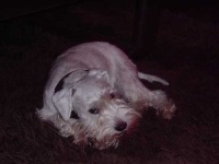 image of miniature_schnauzer