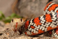 image of king_snake