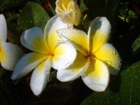 image of flower