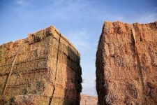 image of hay