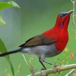 image of bird