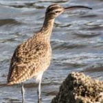 image of bird
