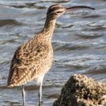 image of whimbrel #31