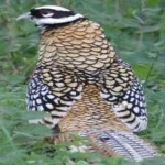 image of bird