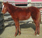 image of sorrel