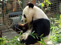 image of giant_panda