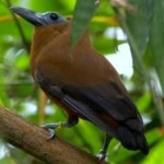image of bird