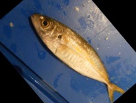 image of fish