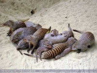 image of mongoose