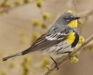 image of warbler