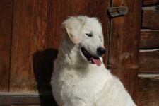 image of kuvasz