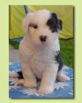 image of old_english_sheepdog