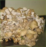image of hen_of_the_woods