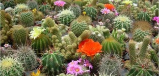 image of cactus