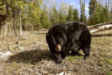 image of american_black_bear