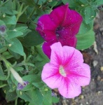 image of petunia #9