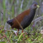 image of bird