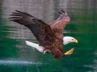 image of animal