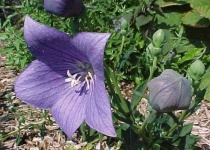 image of flower
