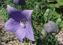 image of balloon_flower #28