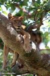 image of lion
