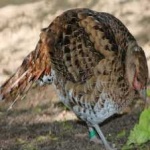 image of bird