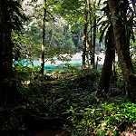 image of forest