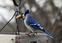 image of jay