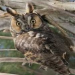 image of bird