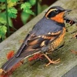 image of bird