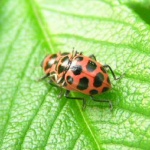 image of ladybug