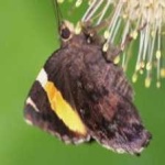 image of animal