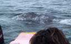 image of grey_whale