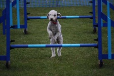 image of bedlington_terrier