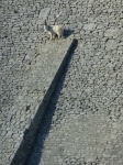 image of animal