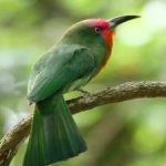 image of bird