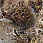 image of bird
