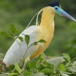 image of bird