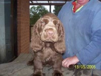 image of sussex_spaniel #5