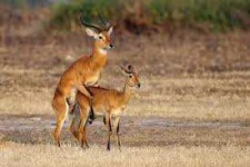 image of animal