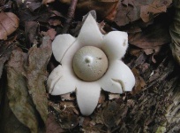 image of earthstar