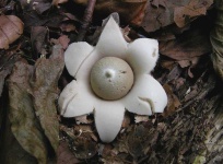 image of earthstar #12