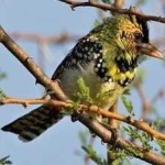 image of bird